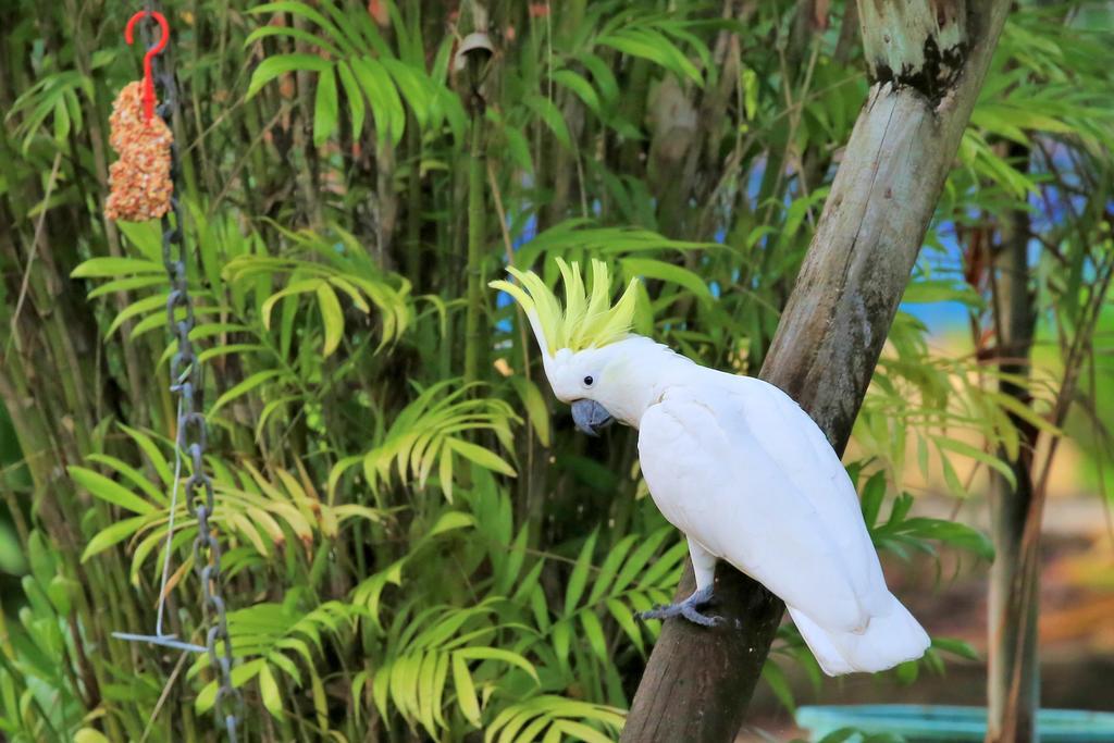 Big4 Whitsundays Tropical Eco Resort Airlie Beach Exteriör bild